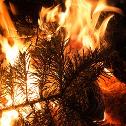 AdobeStock_106481660_Weihnachtsbaum verbrennen