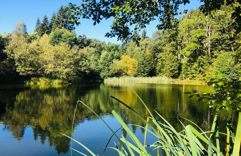 Brandleiteteich am Naturlehrpfad bei Finsterbergen