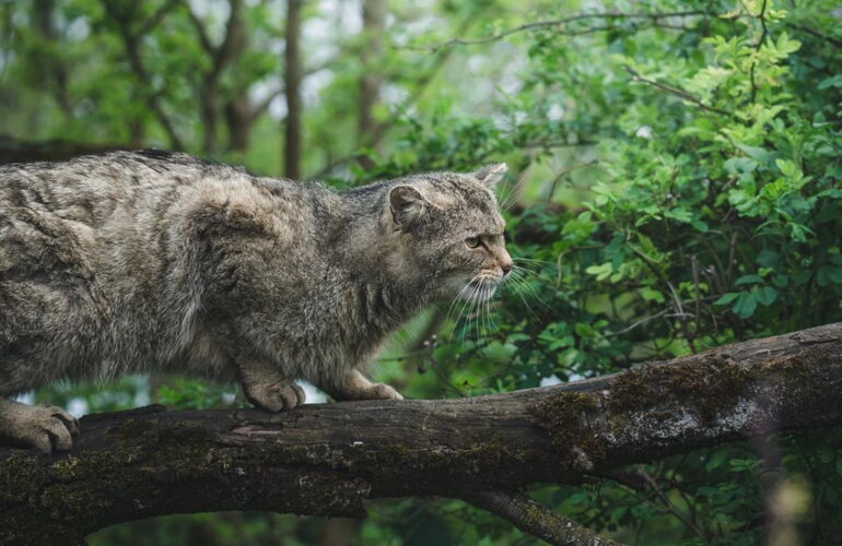 Wildkatze auf der Wildkatzenlichtung im Wildkatzendorf Hütscheroda © Johannes Hulsch